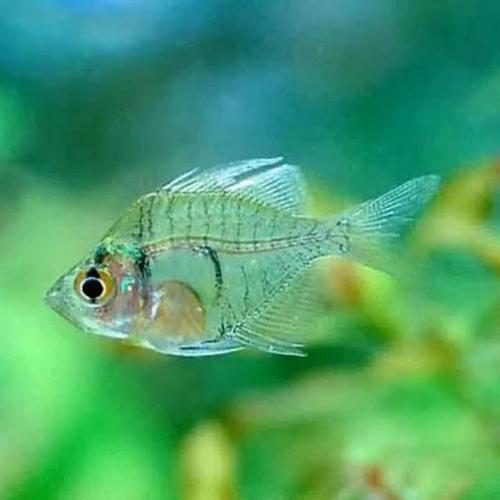 Jual ambasis aquascape / ikan kaca kaca tetra ambasis1ekor - Kota Depok ...