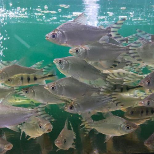 Jual ikan yellow feifeng (yff) - Kota Depok - Muhamadalzika | Tokopedia