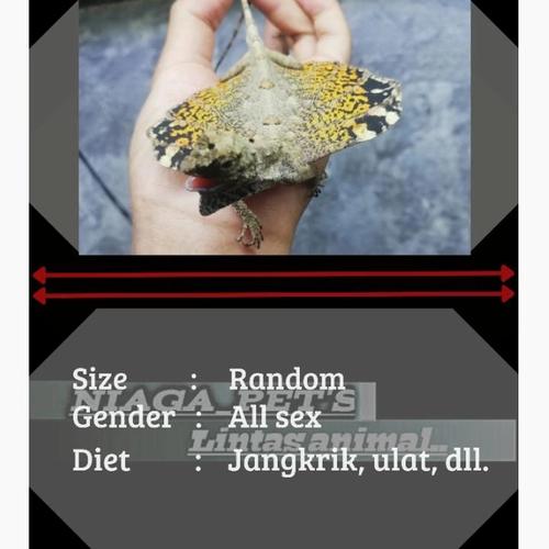 Jual Cekibar Flying Lizard Draco Volans Kab Purbalingga Niaga Pet S Tokopedia