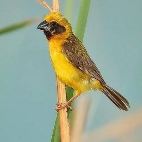 Harga Burung Manyar Jual manyar kembang bahan jantan - Kab. Sidoarjo - Kicau Masteran surabaya sidoarjo II | Tokopedia