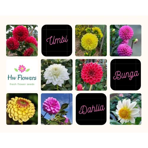 Foto Produk Umbi Bunga Dahlia Jumbo Fresh - Mixed dari Hw_Flowers
