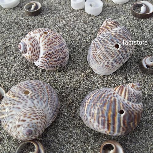 Jual Kerang Buteng Loreng | Kerang Hias | Sea Shells | Ornamental ...