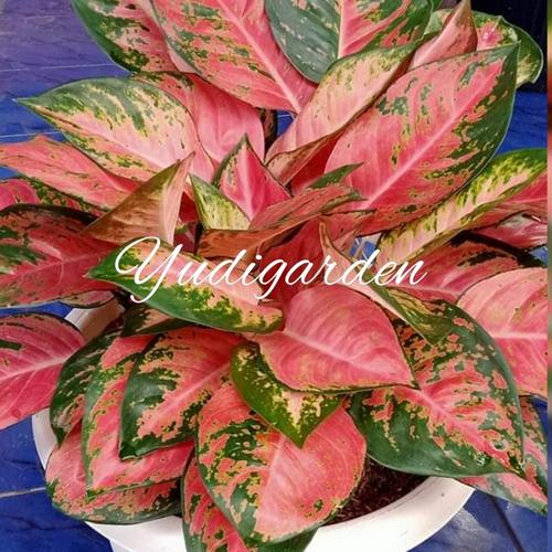 Foto Produk bunga aglonema/aglonema /aglonema red kocin dewasa dari yudigarden