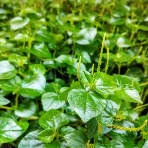 Jual Tanaman Obat Herbal Rumput Suruhan Sirih Cina Kota Bogor Saysun Tokopedia