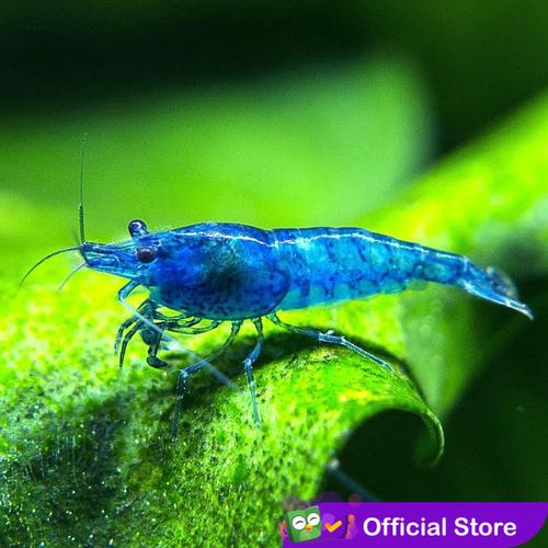 Jual Udang Hias Biru Aquascape Blue Diamond Shrimp Neocaridina - Kota