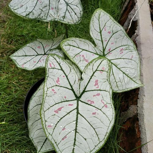 Jual Tanaman Hias Keladi Strawberry Star Kab Bogor Taman Stmlda Tokopedia