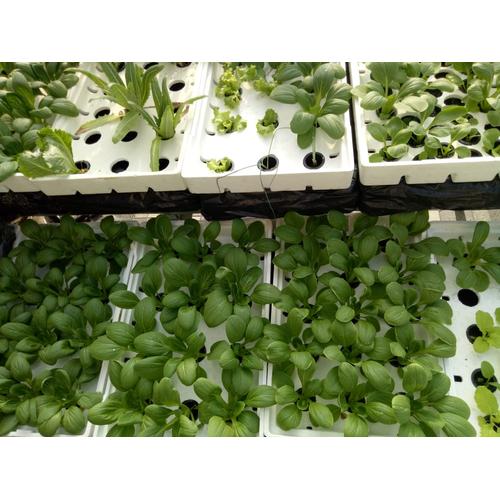 Jual Sterofoam Box Anggur Siap Pakai Media Tanam Hidroponik B0