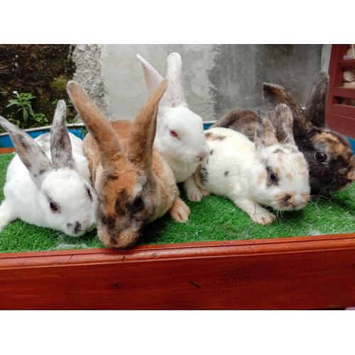 Perawatan Kelinci Rex Pure