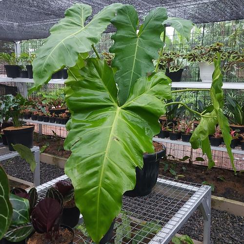 Jual Philodendron Wilsonii Kab Bogor Delcoin Landscape Tokopedia