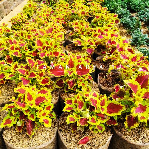 Foto Produk Tanaman hias miana - Kuning dari TAMAN ARYA 19