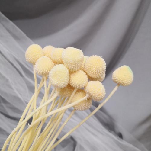 Jual Billy Button Dried Flower | Bunga Kering - Putih - Jakarta Barat ...