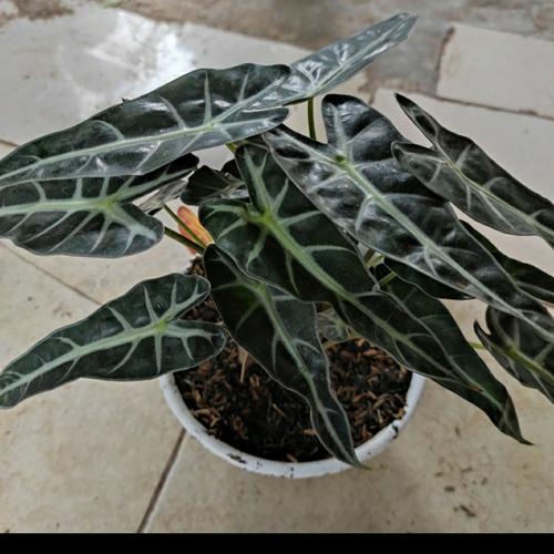 Jual Tanaman Alocasia Bambino Alokasia Pot Putih Jakarta Utara Jaya Seni Subur Tokopedia