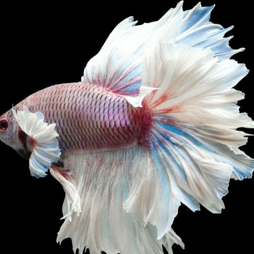 betta white fish