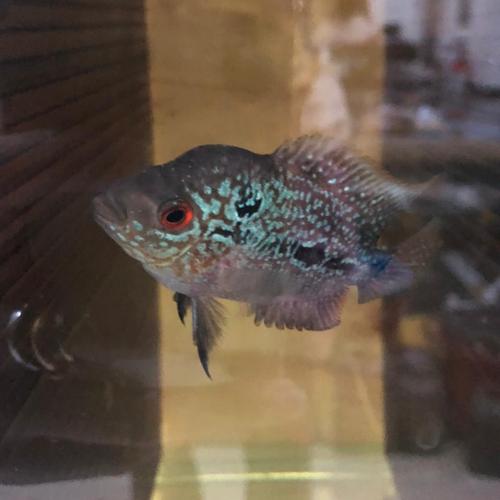 Jual Ikan Louhan Anakan Kamfa Hasil Progress 68 cm up Kota Tangerang