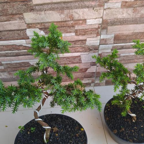 Jual Promo bonsai cemara pua duri - tanaman bonsai mame cemara - Kab ...