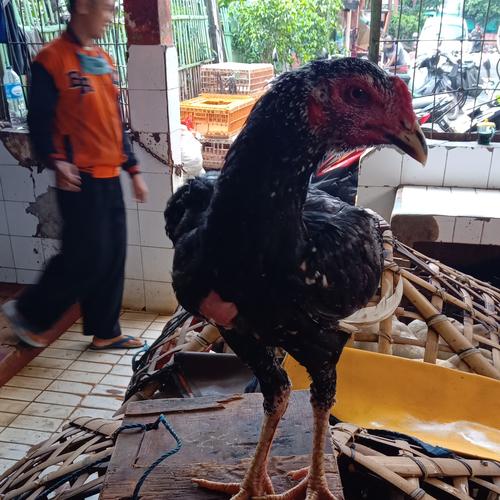 Gambar ayam kampung hidup - 1kg dari samudrapasar Jakarta Barat Tokopedia