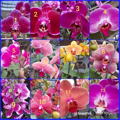 Foto Produk anggrek bulan remaja dari aris nursery
