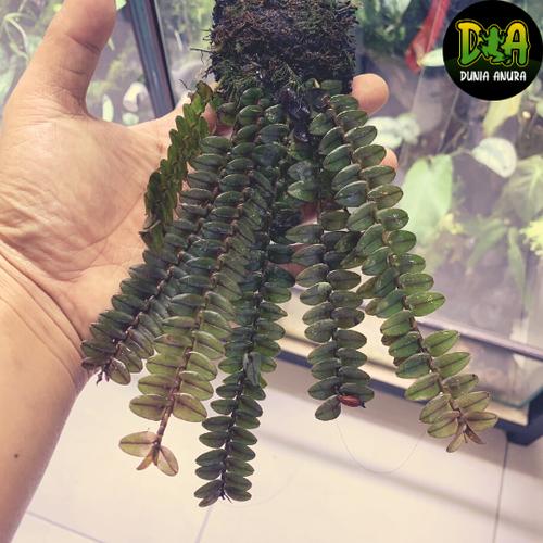 Foto Produk Tanaman Vivarium Appendicula congenera Orchid dari Dunia Anura