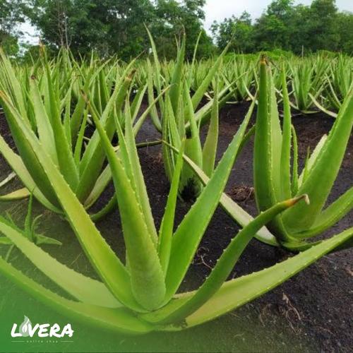 Foto Produk Pelepah ALAMI JUMBO PONTIANAK Lidah Buaya - SUPER dari @LOVERA