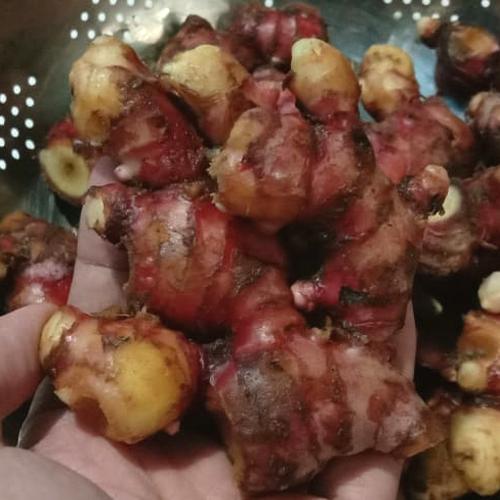 Gambar Jahe Merah Segar dan Fresh uk.1000gram dari Jaya_Sultan Jakarta Selatan Tokopedia