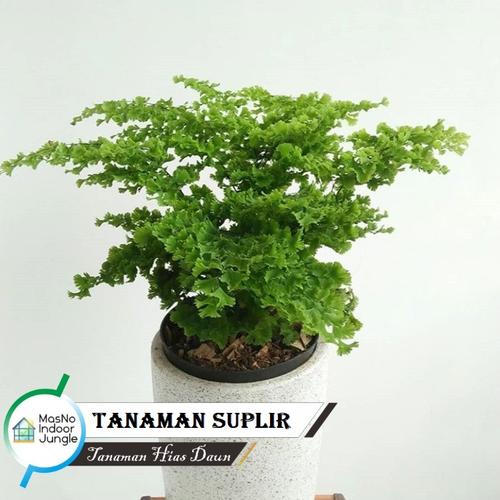 Jual Tanaman Hias Daun Suplir Suplir Seledri Kota Batu Caritanaman Tokopedia