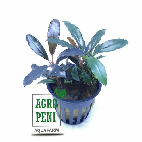水草育成 Bucephalandra sp.Pearl gray[TB] aquaticmotiv-plants-stem-
