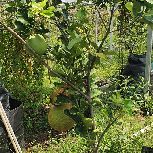 Jual Pohon Jeruk Bali Madu Pomelo. Ambil Sendiri Jakarta Utara