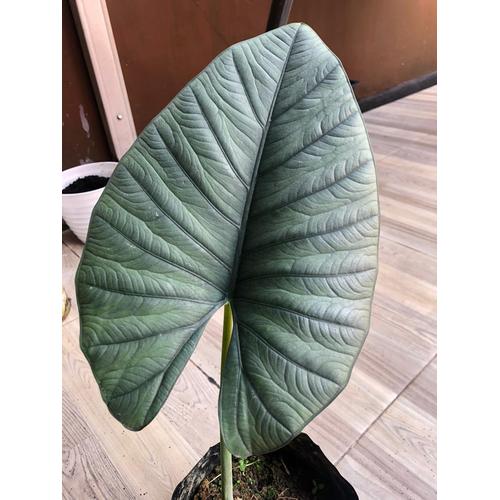 Foto Produk TERMURAH BONGGOL ALOCASIA REGINAE | ALOCASIA REGINA dari alocasia reginae
