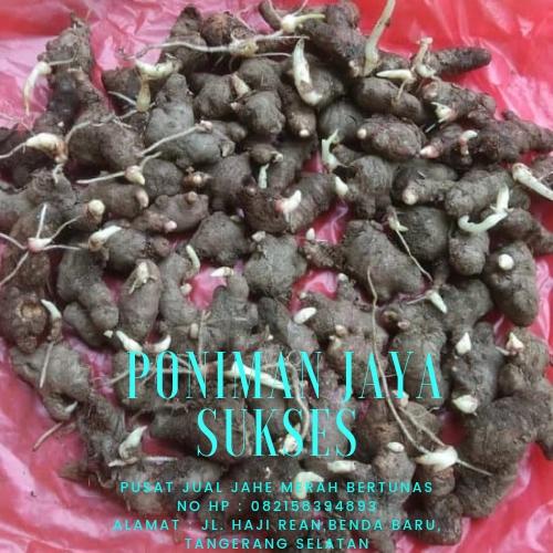 Foto Produk bibit jahe merah bertunas 1 kg dari Poniman Jaya Sukses