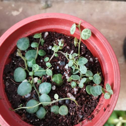 Gambar peperomia prostrata string of turtle dari Lanvin undefined Tokopedia