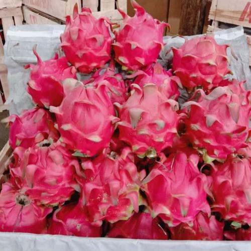 Foto Produk buah naga merah grade a dari Kilauberkah