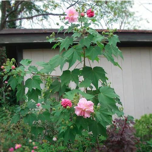 Jual Waru Landak Stek Bibit Bunga Waru Landak Pohon Waru Landak Kab Bogor Herbal Online89 Tokopedia