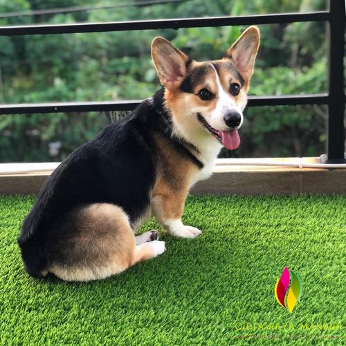 Jual Alas Kandang Rumput Kucing/ Kandang Anjing/ Kandang Tortoise 