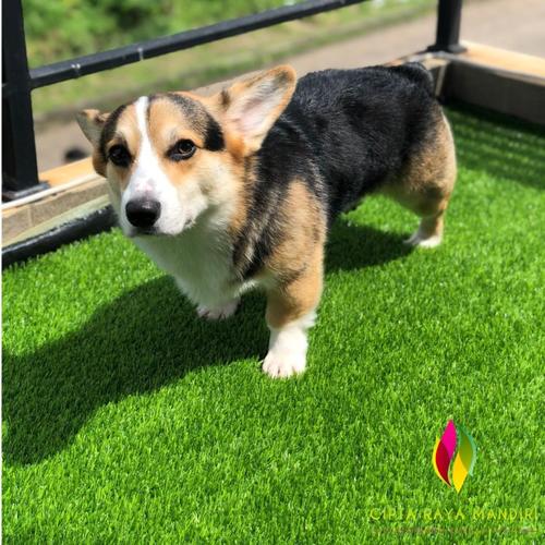 Jual Alas Kandang Rumput Kucing/ Kandang Anjing/ Kandang Tortoise 