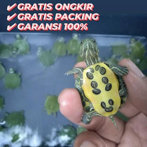 Foto Produk brazil / kura res dari Fun Pets & Store