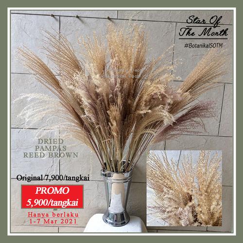 Foto Produk Dried Pampass Reed Grass Brown Pampas Kering Coklat Natural Decor - M dari Botanikal_Decor.id