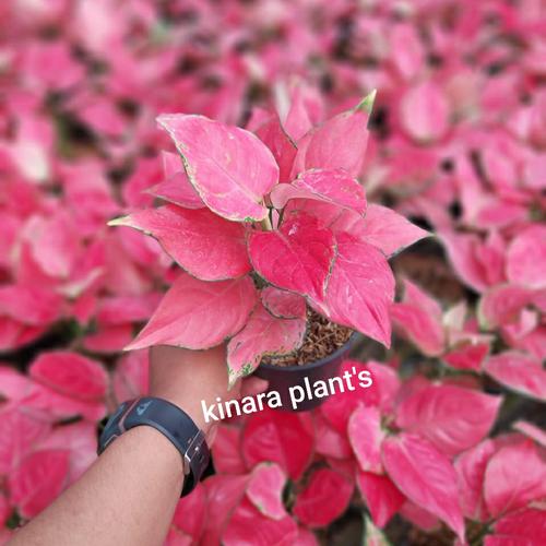 Foto Produk aglaonema pink catrina dari KINARA PLANTS