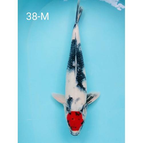 high quality koi fish