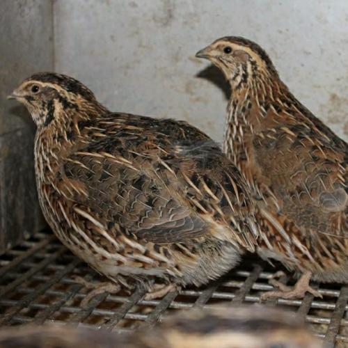 9300 Koleksi Gambar Burung Puyuh Petelur Terbaru