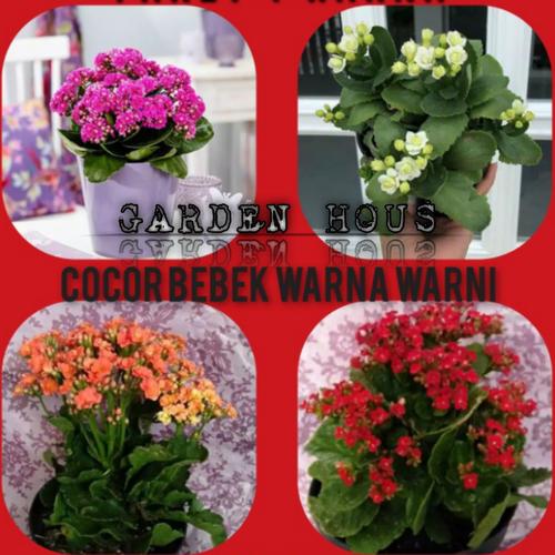 Jual Paket 4 Jenis Tanaman Hias Bunga Cocor Bebek Kota Depok Garden Hous Tokopedia