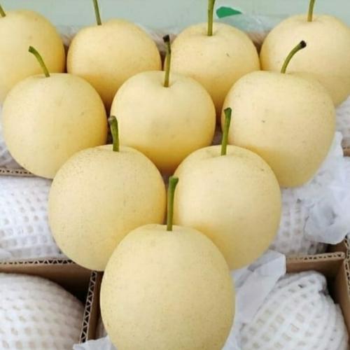 Jual Buah Pir Madu Sweet Pear 1dus 14kg Jakarta Selatan Boan Fruits Tokopedia