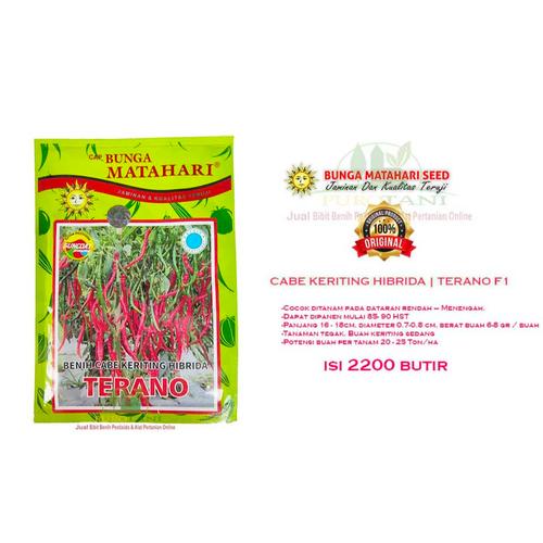 Gambar Benih Cabe Keriting Hibrida TERANO F1 2200 Butir Cabai Terano Matahari dari Purotani.ID Kab. Purworejo Tokopedia