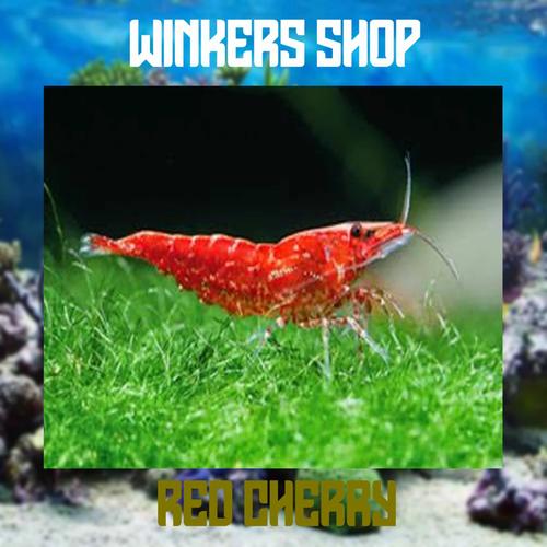 Foto Produk udang hias red cherry aquascape dari winkers_shop