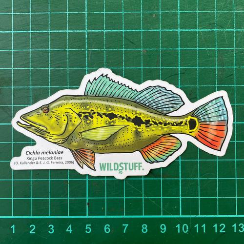 Jual Sticker Wildstuff. - Peacock Bass Cichla melaniae Xingu pbass ...