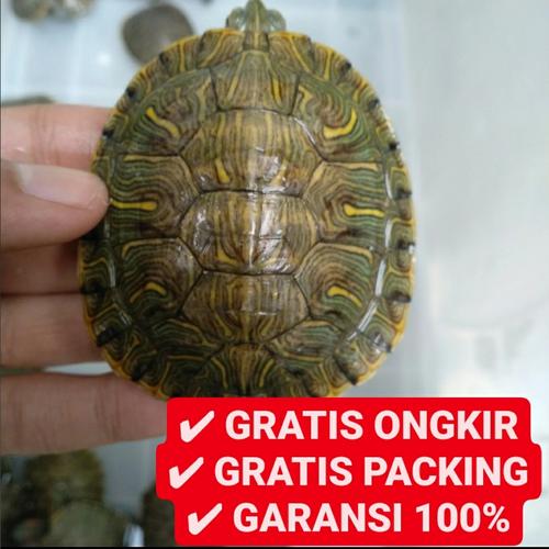 Foto Produk kura brazil / res medium 7cm dari Fun Pets & Store