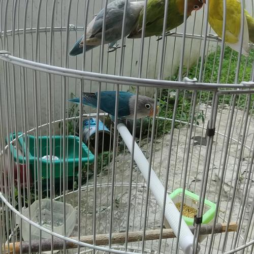 Jual Dijual Untuk Yang Suka Burung Love Bird Silakan Biru Muda Kota Bandung Monster666 Store Tokopedia