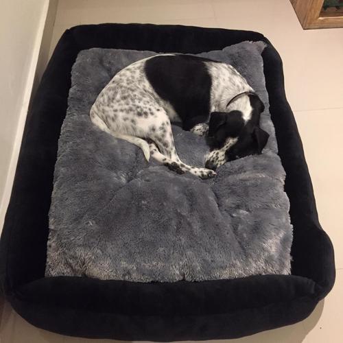 fighter fish in amazon