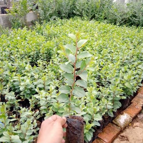 paket 3 bibit pohon bidara arab sidr super