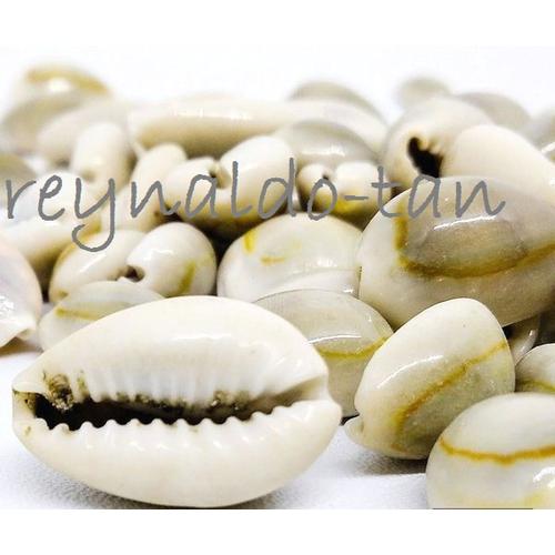 Foto Produk isi 1 Kg Biji Congklak Kerang Asli Ukuran Besar / Kuwuk dari reynaldo-tan
