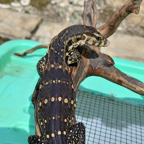 monitor lizard harness